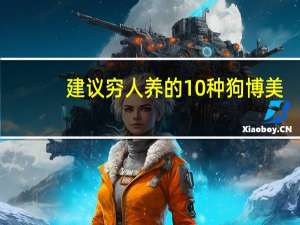 建议穷人养的10种狗博美