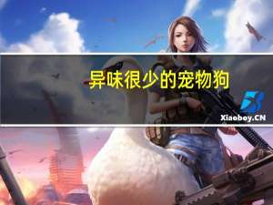 异味很少的宠物狗