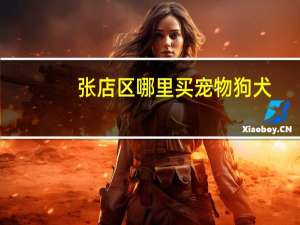 张店区哪里买宠物狗犬