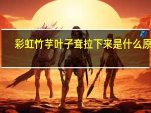 彩虹竹芋叶子耷拉下来是什么原因（彩虹竹芋）