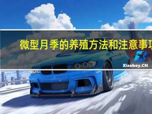 微型月季的养殖方法和注意事项