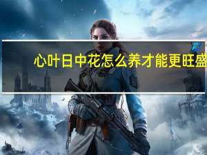 心叶日中花怎么养才能更旺盛