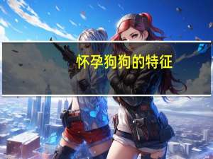 怀孕狗狗的特征
