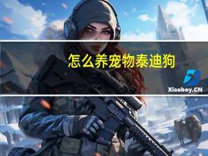 怎么养宠物泰迪狗