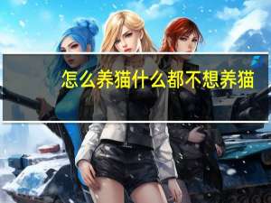 怎么养猫什么都不想养猫