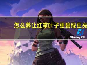 怎么养让红掌叶子更碧绿更亮