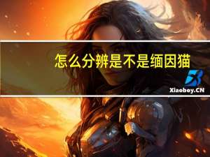 怎么分辨是不是缅因猫