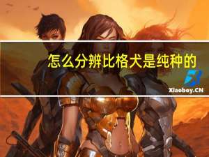 怎么分辨比格犬是纯种的