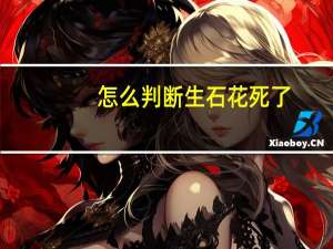 怎么判断生石花死了