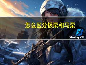 怎么区分板栗和马栗