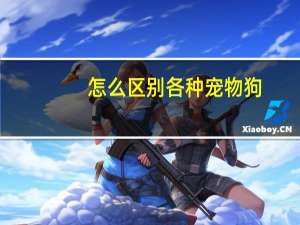 怎么区别各种宠物狗