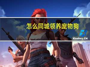 怎么同城领养宠物狗