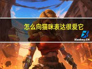 怎么向猫咪表达很爱它