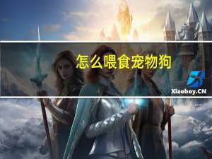 怎么喂食宠物狗