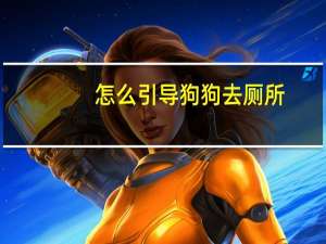 怎么引导狗狗去厕所