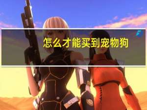 怎么才能买到宠物狗