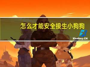 怎么才能安全接生小狗狗