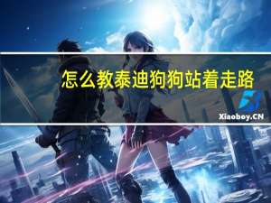 怎么教泰迪狗狗站着走路