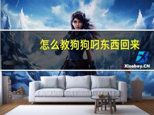 怎么教狗狗叼东西回来