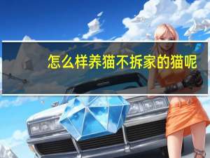 怎么样养猫不拆家的猫呢
