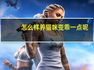 怎么样养猫咪变乖一点呢