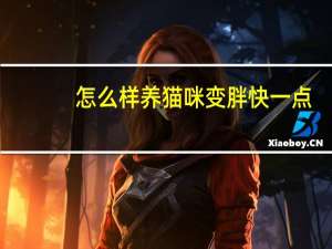 怎么样养猫咪变胖快一点