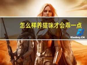 怎么样养猫咪才会乖一点