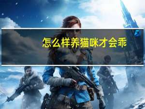 怎么样养猫咪才会乖