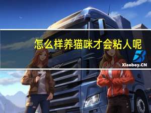 怎么样养猫咪才会粘人呢