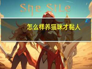 怎么样养猫咪才黏人