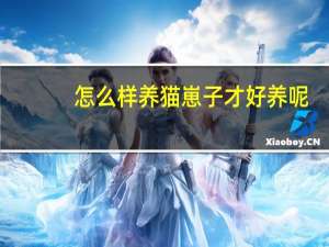 怎么样养猫崽子才好养呢