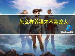 怎么样养猫才不会咬人