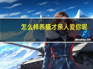 怎么样养猫才亲人爱你呢