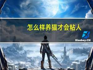 怎么样养猫才会粘人