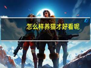 怎么样养猫才好看呢