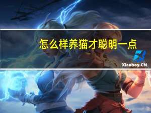 怎么样养猫才聪明一点
