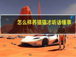 怎么样养猫猫才听话懂事