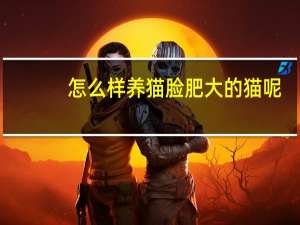 怎么样养猫脸肥大的猫呢
