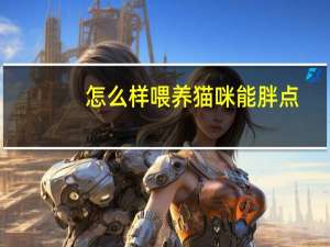 怎么样喂养猫咪能胖点