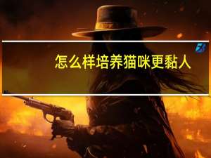 怎么样培养猫咪更黏人