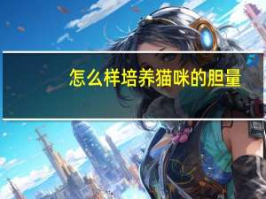 怎么样培养猫咪的胆量