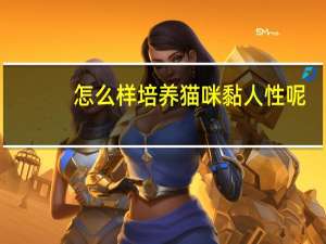 怎么样培养猫咪黏人性呢