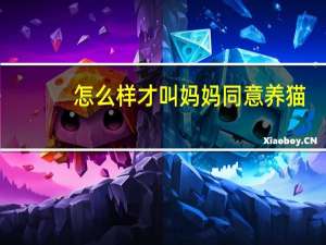 怎么样才叫妈妈同意养猫