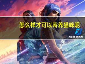 怎么样才可以寄养猫咪呢
