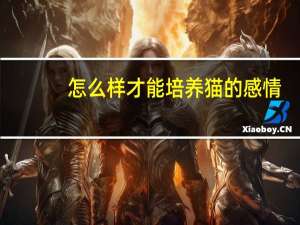 怎么样才能培养猫的感情