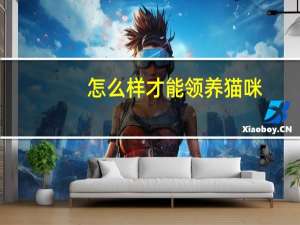 怎么样才能领养猫咪