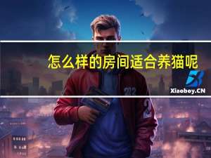 怎么样的房间适合养猫呢
