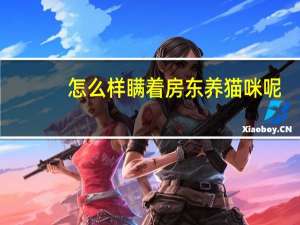 怎么样瞒着房东养猫咪呢