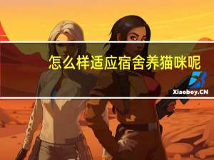 怎么样适应宿舍养猫咪呢