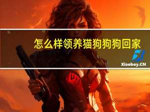 怎么样领养猫狗狗狗回家